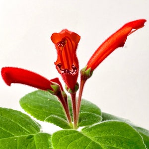 Sinningia cardinalis compacta bright red flowers, caudiciform tuber SapphireChild Orchids image 1