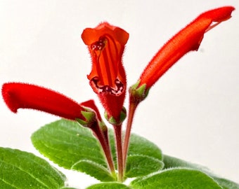 Sinningia cardinalis compacta | bright red flowers, caudiciform tuber | SapphireChild Orchids