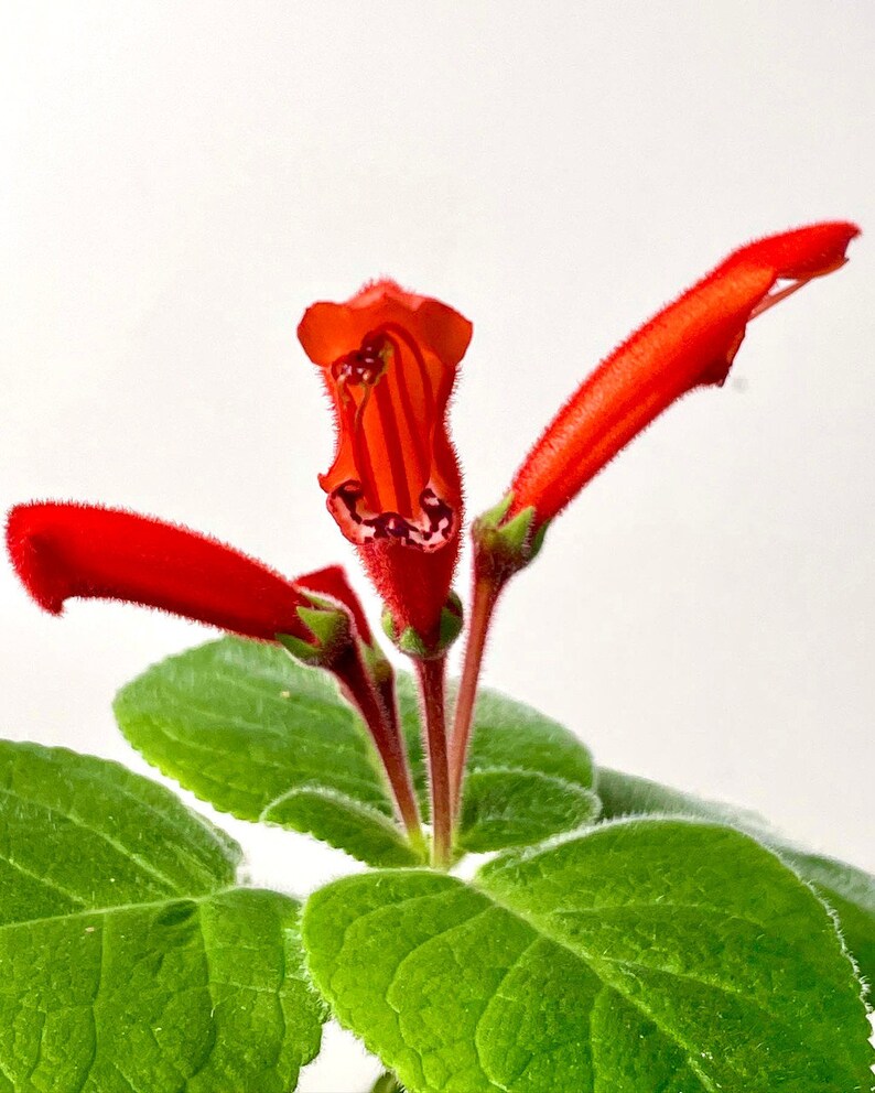 Sinningia cardinalis compacta bright red flowers, caudiciform tuber SapphireChild Orchids image 1