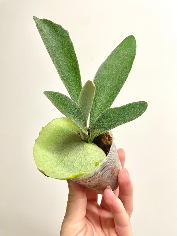 P.Wolverine(P.veitchii Auburn river × P.willinckii)② @bikamori