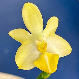 Phalaenopsis Liu&#39;s Gold Coin dwarf plant with keiki | SapphireChild Orchids - SHIPPING INCLUDED