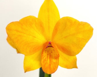 Cattlianthe Faikon Ball | bright yellow mini | SapphireChild Orchids