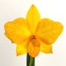 see more listings in the Cattleya Type Orchids section