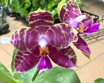 Phalaenopsis Princess Kaiulani &#39;Yellow Love Purple&#39; | SapphireChild Orchids - SHIPPING INCLUDED