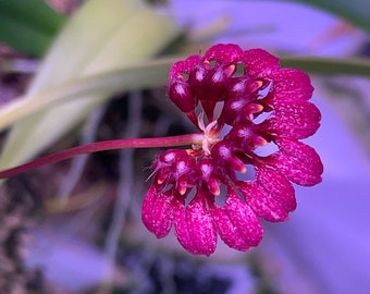 Bulbophyllum corolliferum orchid species | SapphireChild Orchids