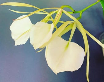 Compot 3 seedlings | Brassavola nodosa &#39;Susan Fuchs&#39; x &#39;Panama Soiree&#39; | SapphireChild Orchids - SHIPPING INCLUDED