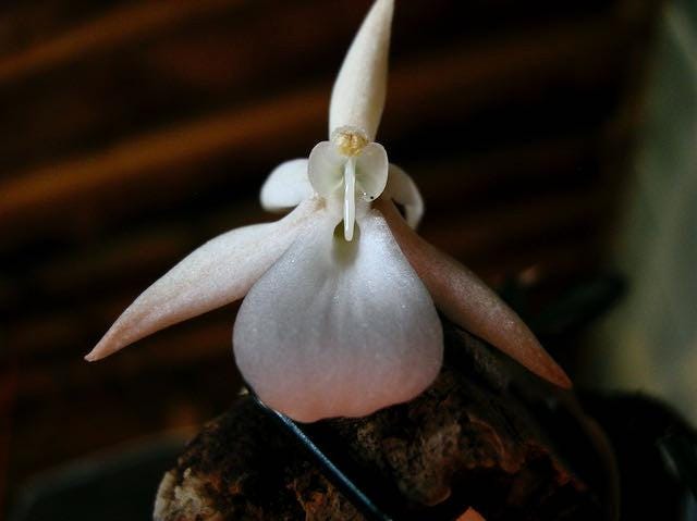 Aerangis punctata | SapphireChild Orchids - SHIPPING INCLUDED