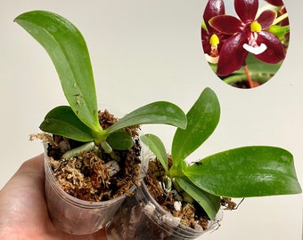 Phalaenopsis cornu-cervi v. chattaladae 4N | SapphireChild Orchids