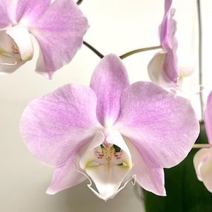 Phalaenopsis sanderiana silver leaf | SapphireChild Orchids - SHIPPING INCLUDED