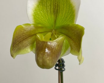 Paph Mountain Lass | complex slipper hybrid | SapphireChild Orchids