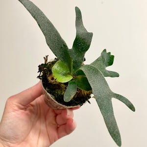 Platycerium Willinckii Jade Girl Spore - Etsy