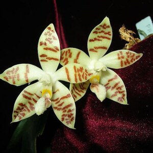 Phalaenopsis zebrina | Rare Species | SapphireChild Orchids - SHIPPING INCLUDED