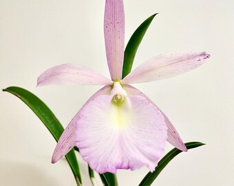 BC Walter August (Summer Spots x nodosa) 4N | SapphireChild Orchids