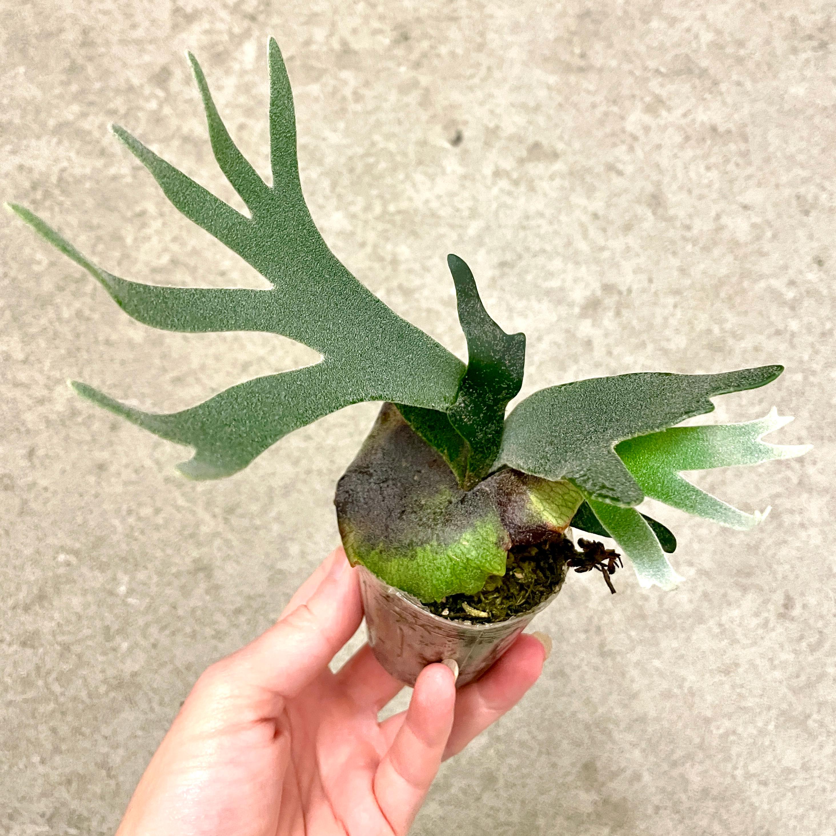 ブルブル様P.willinckii ’Jade Girl’ spore 1603 Dwarf Willinckii Jade Girl spore Grown