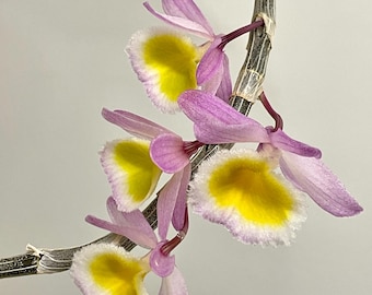 Dendrobium primulinum | SapphireChild Orchids - SHIPPING INCLUDED