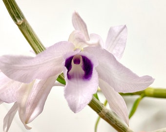 Dendrobium anosmum coerulea | SapphireChild Orchids