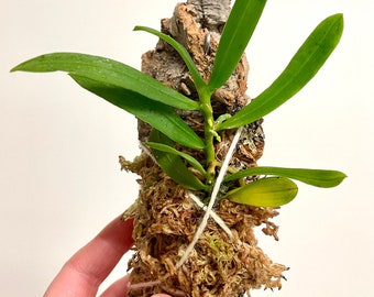 Gastrochilus japonicus | fragrant mini | SapphireChild Orchids