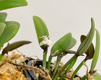 Dendrobium schuitemanii 'Joyce Kelly' | SapphireChild Orchids