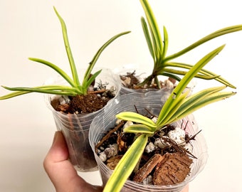 Vanda falcata Tenkei Fukurin variegated | SapphireChild Orchids