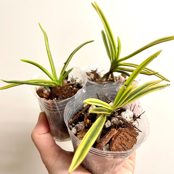 Vanda falcata Tenkei Fukurin variegated | SapphireChild Orchids