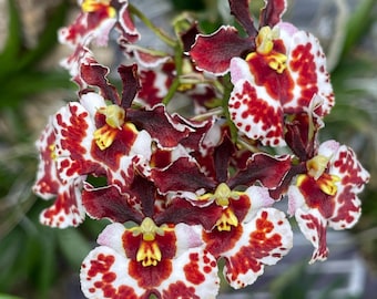 Rrm Orchidom Moonbeam x Orchidom Valentine | Equitant Oncidium Dwarf Orchid | SapphireChild Orchids - SHIPPING INCLUDED