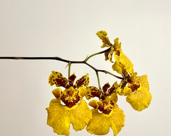 Equitant Oncidium Hybrid | Dwarf Orchid | SapphireChild Orchids