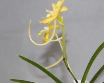 Vanda falcata Kibana | Yellow Flower | SapphireChild Orchids