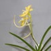 see more listings in the Mini Orchids section