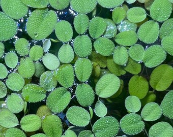 Salvinia Minima floating plants