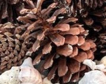 Huge, perfect pinecones for crafting or display.