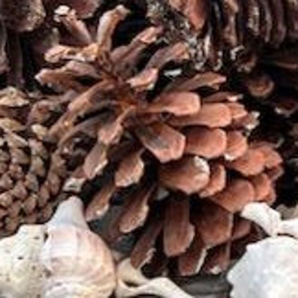 Huge, perfect pinecones for crafting or display.