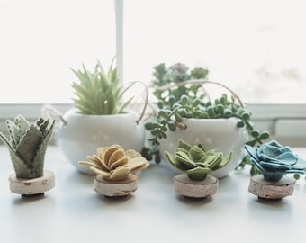 Felt Succulent Magnets - Set of 4