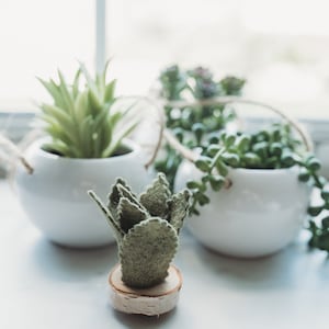 Felt Succulent Magnets Set of 4 image 7