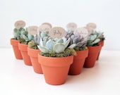 Custom succulent favors // qty. 5 // party favors // pinic party