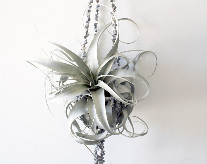 Hanging Xerographica // Tillandsia // Air Plant Etsy