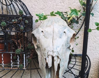 ヤギの頭蓋骨 - Etsy 日本