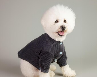 May include: A white Bichon Frise dog wearing a dark gray corduroy jacket with light blue buttons. The dog is sitting and looking towards the camera with its mouth open.