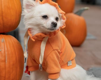 May include: A small white dog wearing an orange pumpkin-themed hoodie with a matching hood. The dog is sitting in front of several large orange pumpkins, creating a festive autumn scene. The hoodie has a drawstring and a small patch.
