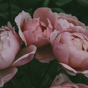 Puede incluir: Primer plano de tres rosas rosadas en plena floración. Las rosas tienen pétalos suaves y delicados y están dispuestas en un racimo.