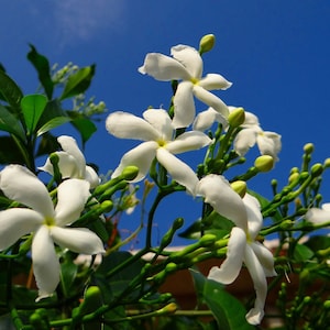 JASMINE & HONEY Moisturizing Body Lotion