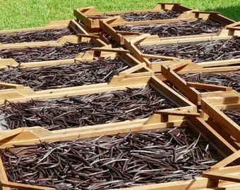 May include: A close-up of several wooden trays filled with dried vanilla beans. The beans are arranged in rows and are a dark brown color.
