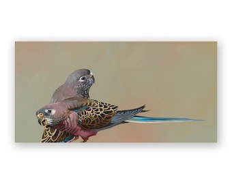 Bourkes Parrots - 12 x 6 Wings on Wood Decor