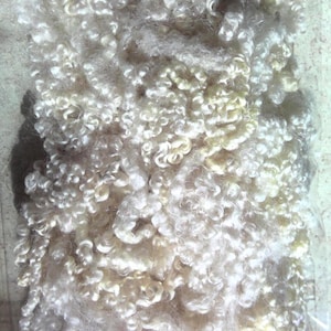 May include: A collection of raw, off-white, and cream-colored animal fiber locks with a distinct curly texture. The fibers are densely packed together, showcasing a natural, unspun appearance with varying shades of light ivory and pale yellow tones.