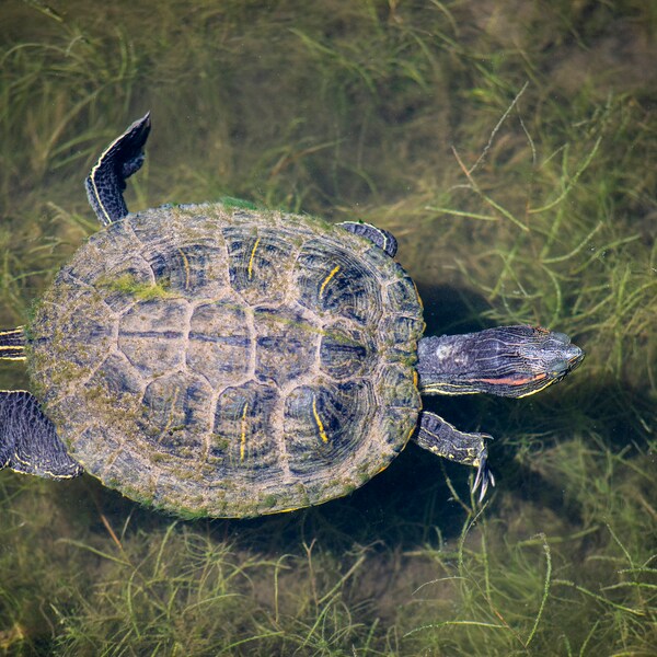 Floating Serenity: A Turtle's Tranquil Moment