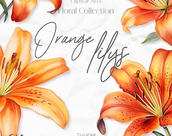 May include: Watercolor illustration of orange lilies with detailed petals and green leaves. The image includes the text "Orange Lilys" in cursive script, and the words "Clipstar Arts Floral Collection" and "300DPI 10 Transparent PNG Images".