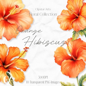 Orange Hibiskus : Clipart, Floral Aquarell Digital Download Clipart, 300DPI, Hochzeit Clip Art, Junk Journal Clipart, Floral Clipart