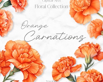 Orange Carnations Watercolor Clipart: Floral Digital Download