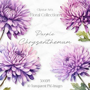 Lila Chrysantheme : Clipart, Blumen Aquarell Bild, 300DPI, Hochzeit Clip Art, Junk Journal Clipart, Blumen Clipart