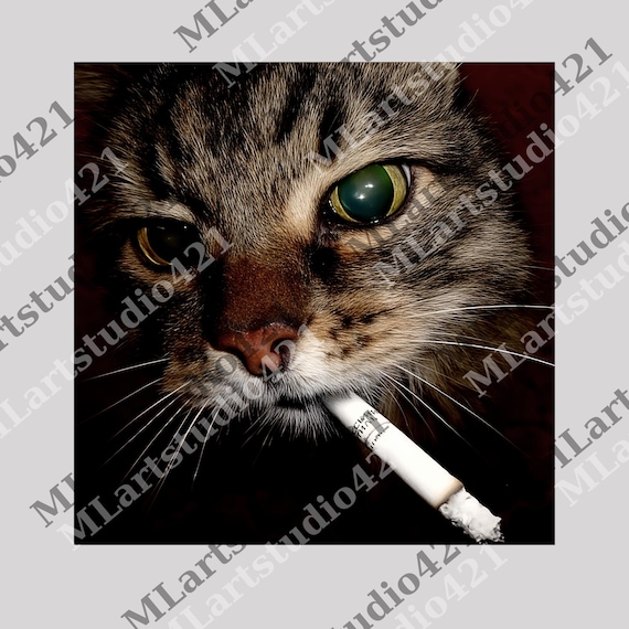Funny Smoking Cat Meme Png, Cigarette Kitty Gen Z Joke Tee, Stupid Brainrot  Gift Png, Cat Smoking Cigarette Png, Cat Lover Png