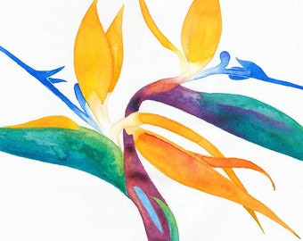 Bird of Paradise Blank 5x7" Greeting Card